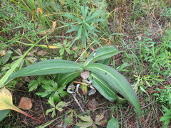 Gentiana macrophylla