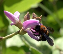 Xylocopa lateritia