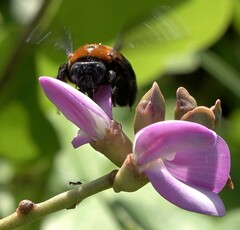 Xylocopa lateritia