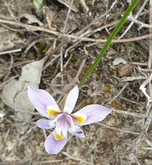 Moraea setifolia