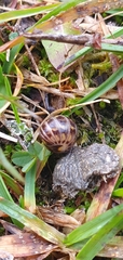 Glomeridae