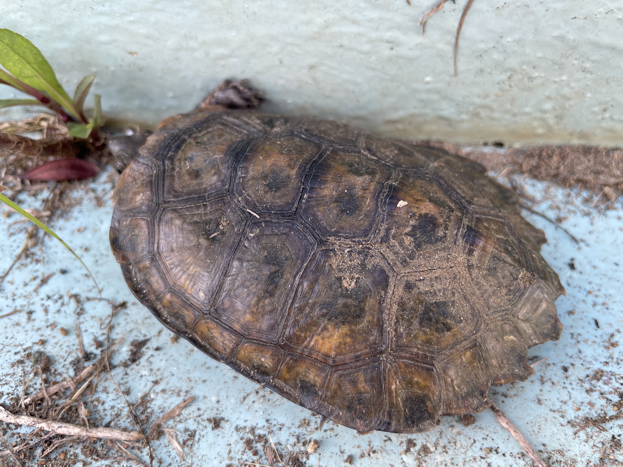 Mauremys japonica (Temminck & Schlegel, 1835)