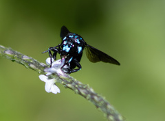 Thyreus nitidulus quartinae