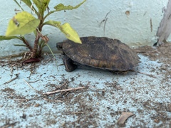 Mauremys japonica