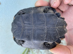 Mauremys japonica