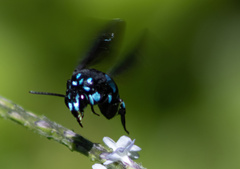 Thyreus nitidulus quartinae