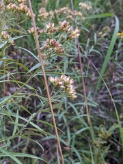 Euthamia caroliniana