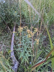 Euthamia caroliniana