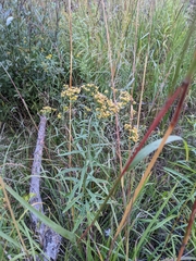 Euthamia caroliniana