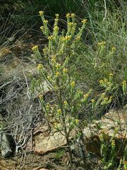 Oedera squarrosa