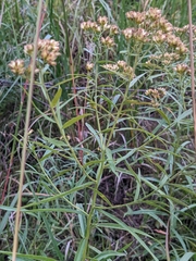 Euthamia caroliniana