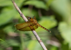Neurothemis
