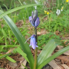 Hyacinthoides hispanica