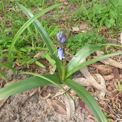 Hyacinthoides hispanica