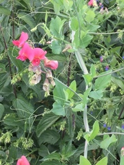 Lathyrus rotundifolius