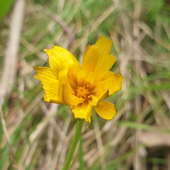 Microseris