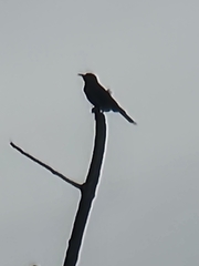 Colaptes auratus luteus