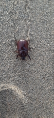 Phyllognathus excavatus