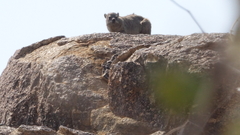 Procavia capensis