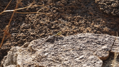 Agama planiceps