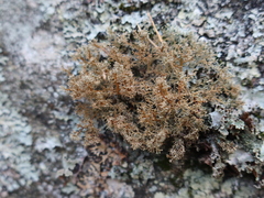 Sphaerophorus globosus