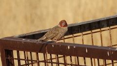 Amadina erythrocephala