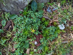 Sedum erythrospermum