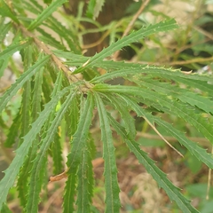 Banksia cunninghamii