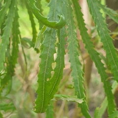Banksia cunninghamii
