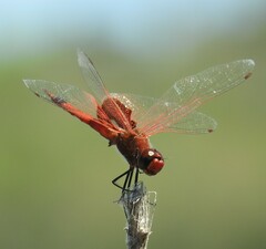 Tramea stenoloba