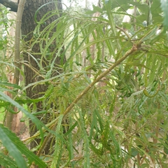 Banksia cunninghamii