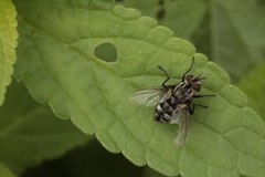 Tachinidae