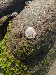 Cellana tramoserica