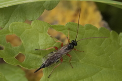 Pimpla
