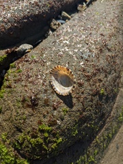 Cellana tramoserica
