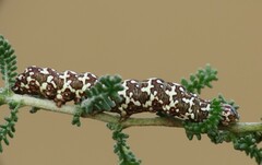 Alvaradoia disjecta