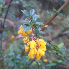 Berberis darwinii
