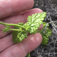 Stachys bolusii