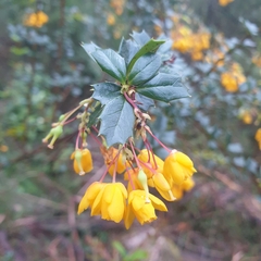 Berberis darwinii