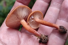 Lactarius lacunarum