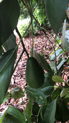 Persea americana