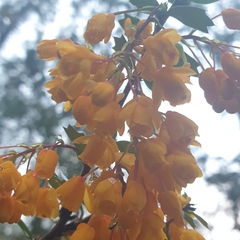 Berberis darwinii