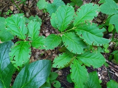 Euonymus latifolius