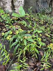 Ficus nota
