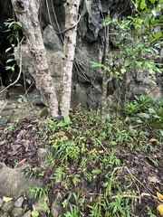 Ficus nota