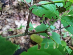 Euonymus latifolius