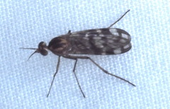 Sylvicola