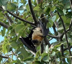 Pteropus seychellensis comorensis