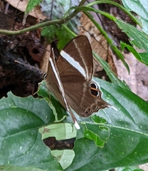 Abisara neophron