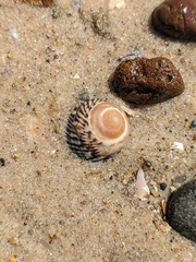 Bembicium nanum
